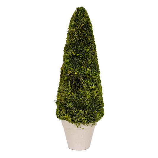 Boxwood Tree 4x15.75x4